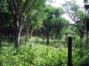 Hill Country wild vegetation largely covered the Byrd Owen-Payne Cemetery in its old Stringtown site along Hunter Road prior to its May 2008 clean-up by HCHC.