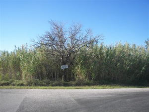 Streetside (eastern) view of Coronado Cemetery prior to restoration start, October, 2006